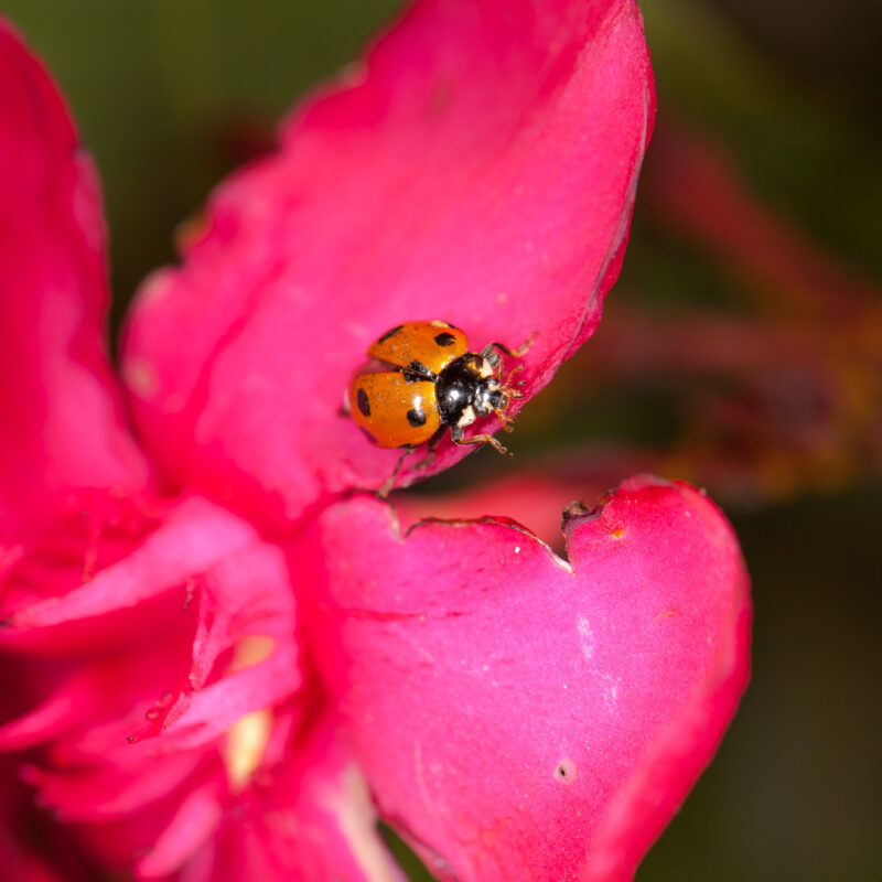 COCCINELLES - ANTI PUCERONS