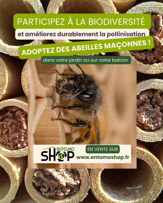 🐝Nous sommes les abeilles maçonnes, aussi appelées osmies rousses, une espèce d’abeille solitaire.