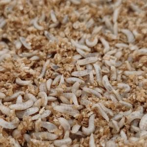 Larves de mouches soldats noires