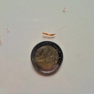 taille d'une microlarve