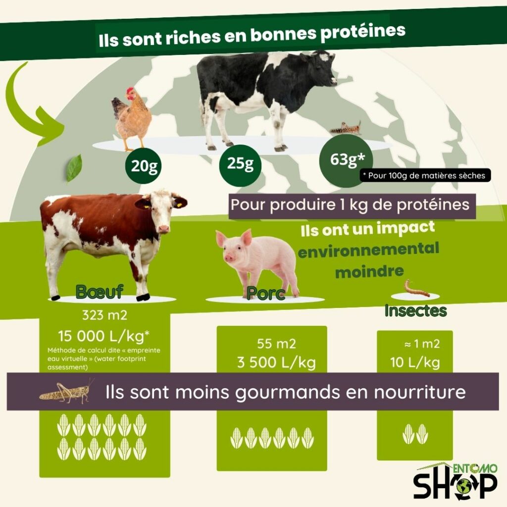 poules vers de farine