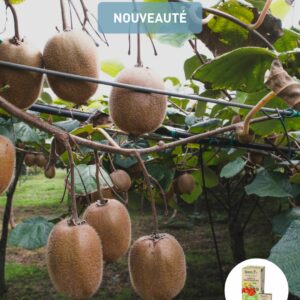 Piège Punaise Diabolique® pour lutter contre Halyomorpha halys