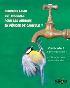 Canicule : Un enjeu de solidarité pour nos animaux et nos proches