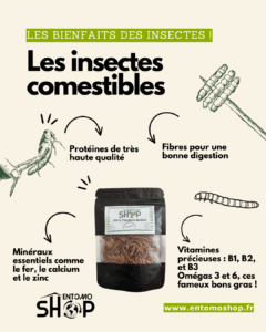 Les insectes comestibles super aliment