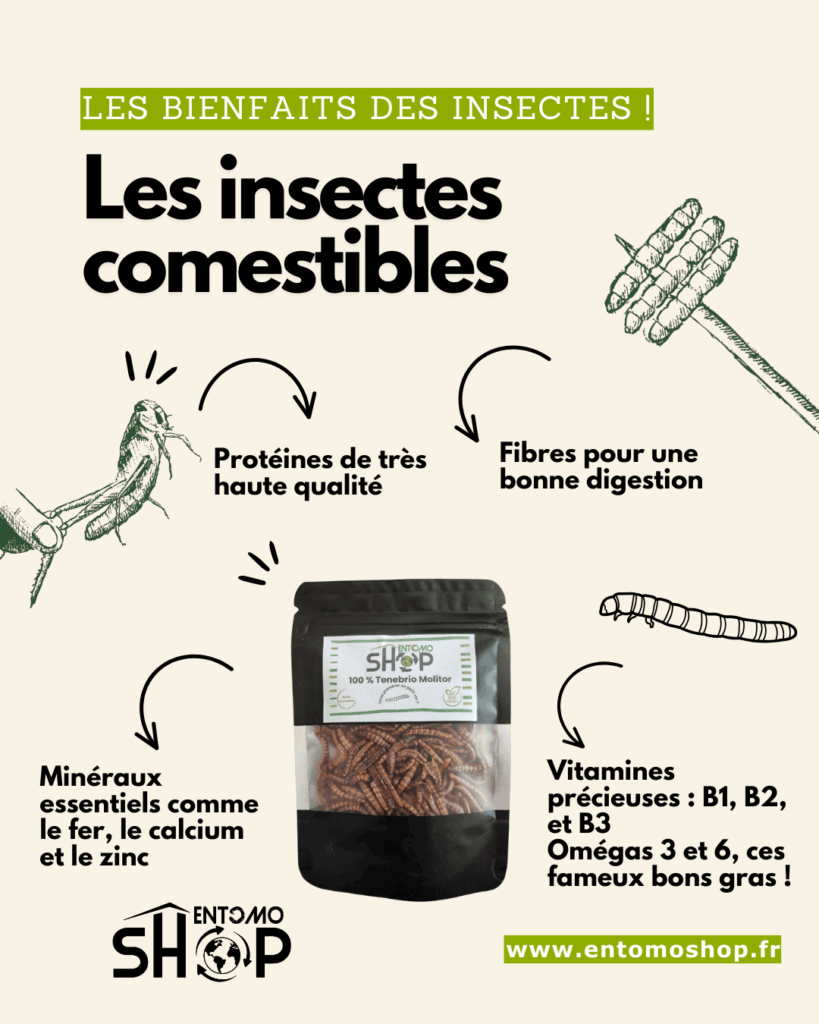 Les insectes comestibles super aliment