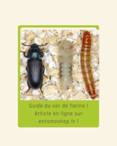 Le ver de farine (Tenebrio molitor) est bien plus qu'une simple larve de coléoptère. C'est un acteur clé dans l'écosystème, une ressource incroyable pour la nutrition et un maillon essentiel pour l'alimentation de nombreux animaux.